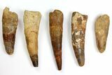 Lot: to Bargain Spinosaurus Teeth - Pieces #141535-1
